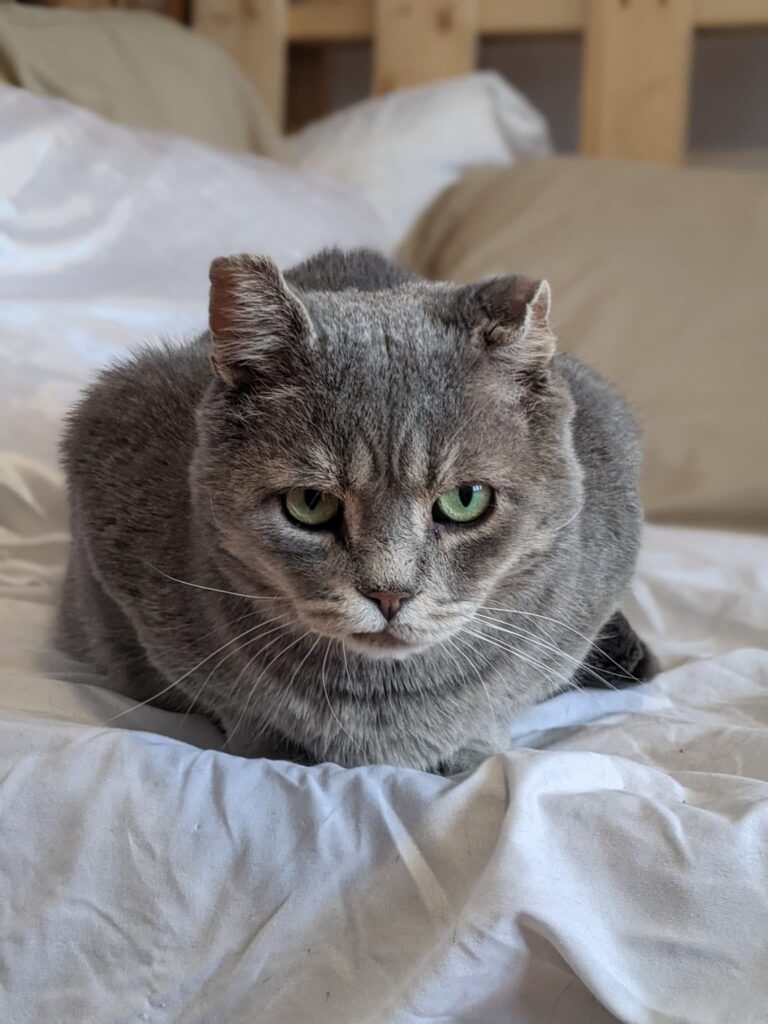 Adopter un chat FIV ou FeLV, est-ce sécuritaire?